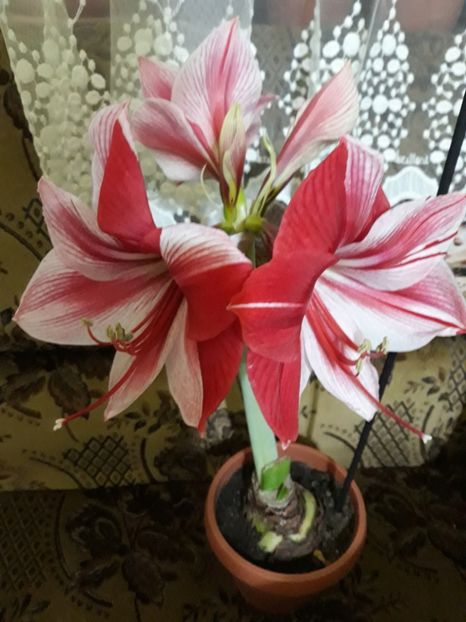 20180131_064734[1] - gervase