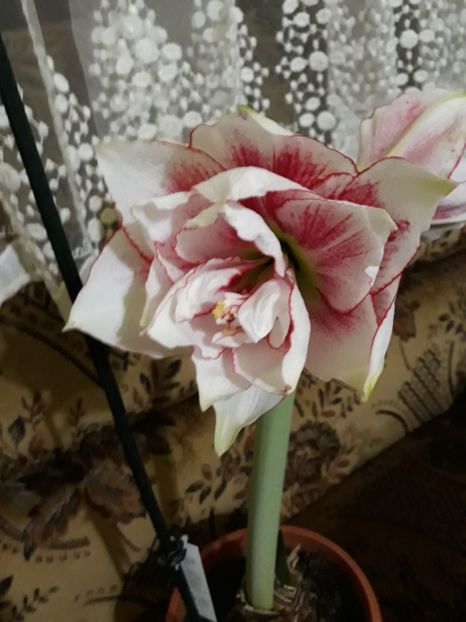 20180202_071831[1] - elvas