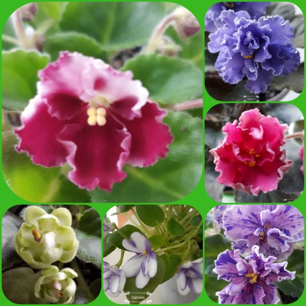  - AA grup violete