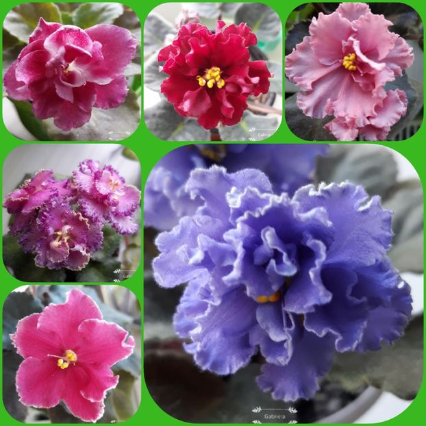  - AA grup violete