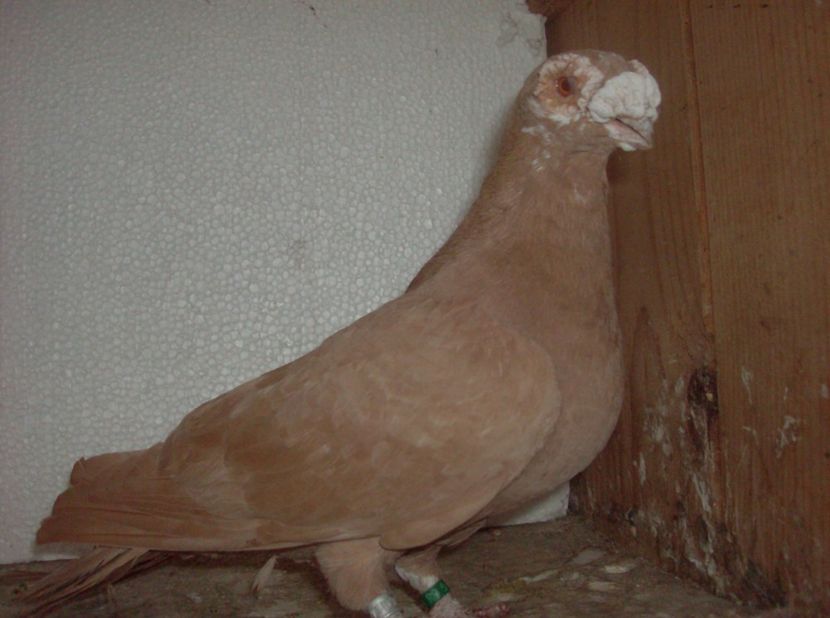  - Carunculati de oradea