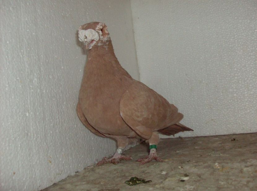  - Carunculati de oradea