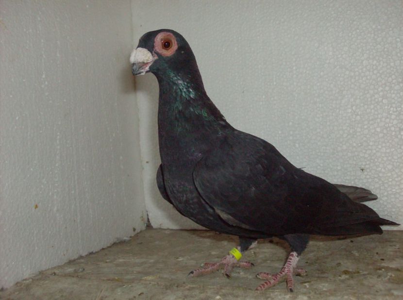 femela 2017 - Carunculati de oradea