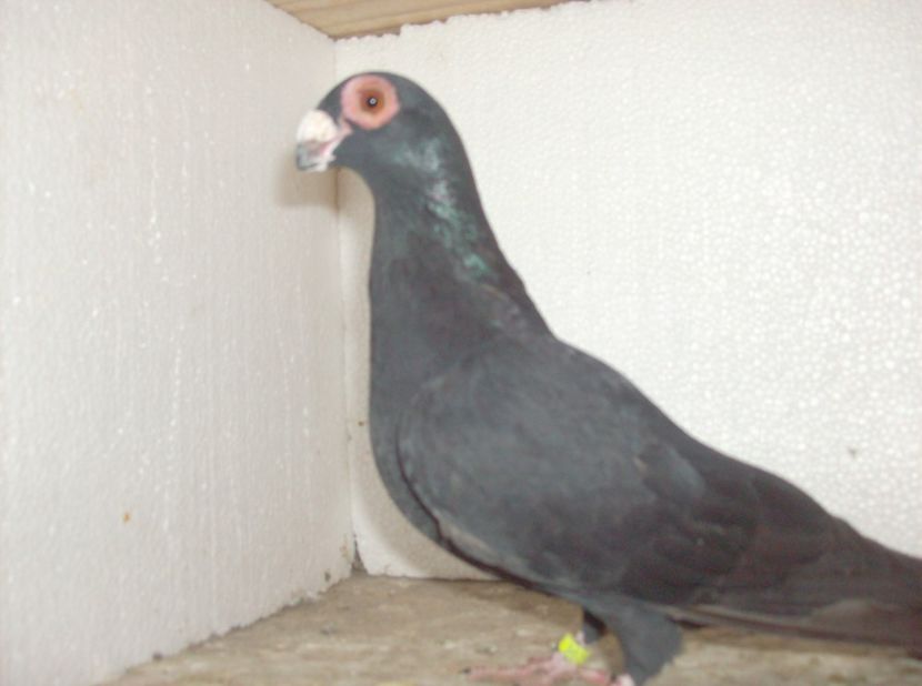  - Carunculati de oradea