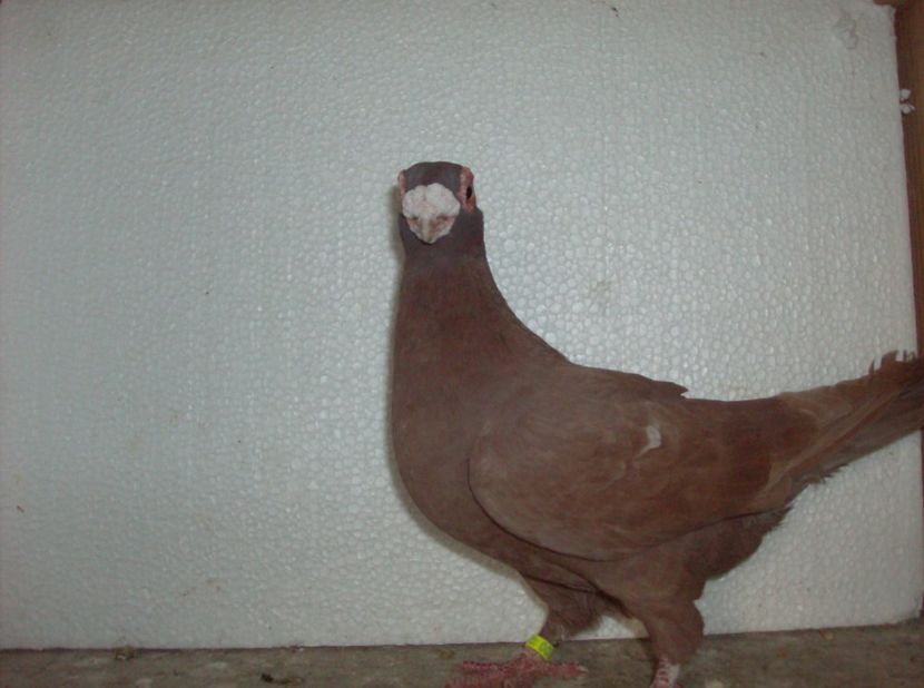 femela 2017 - Carunculati de oradea