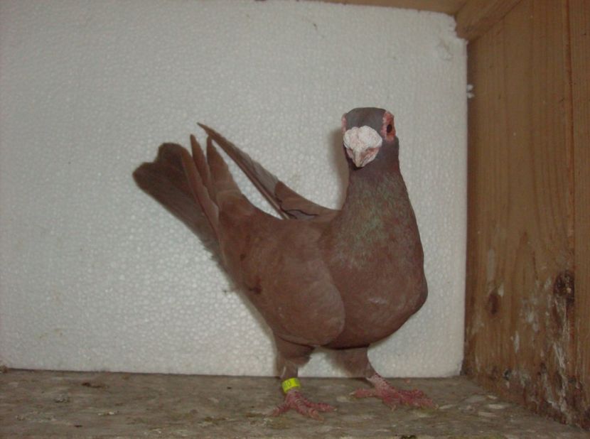  - Carunculati de oradea