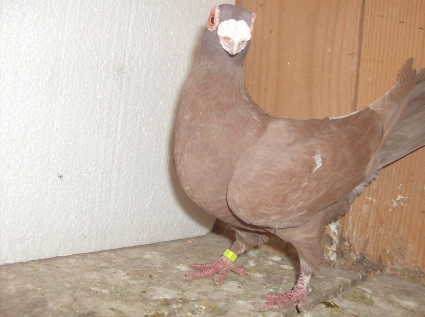  - Carunculati de oradea