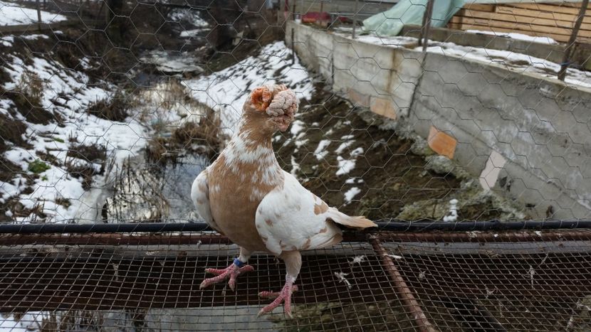 20. M - EXPOZITIA LOTULUI