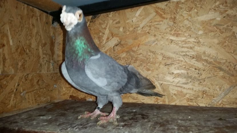 24. M albastru - EXPOZITIA LOTULUI