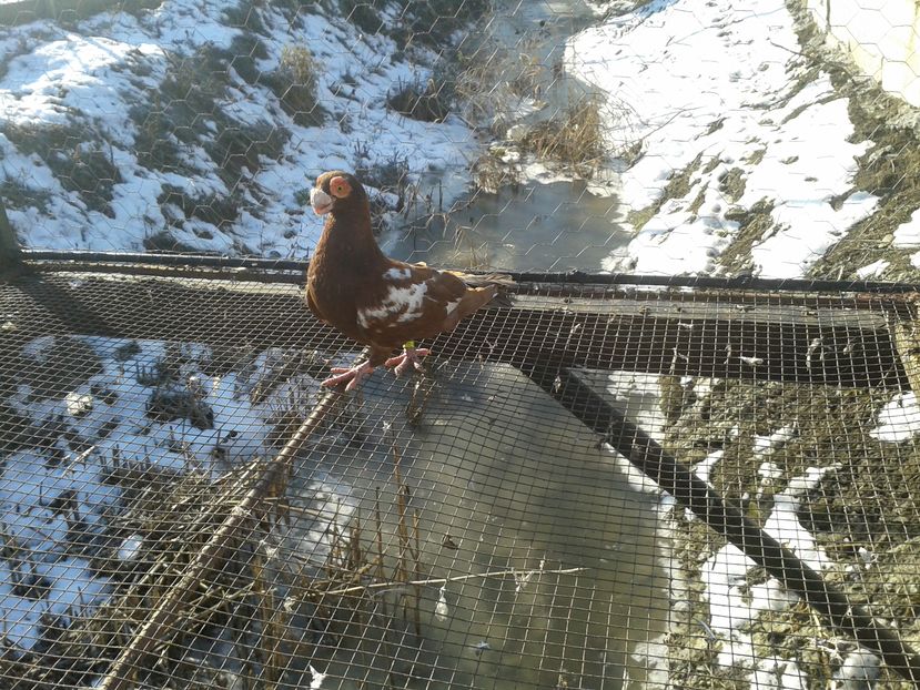 25. M 2017 - EXPOZITIA LOTULUI