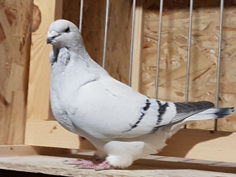 F-2016-4571 - 0-VRdF-2018