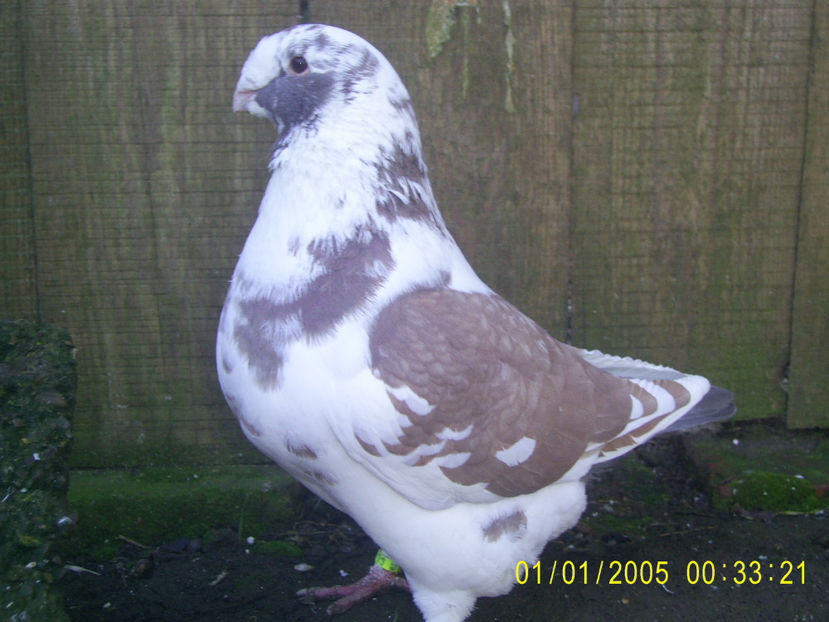 M - 2017 - americani baltati - perechi 2018