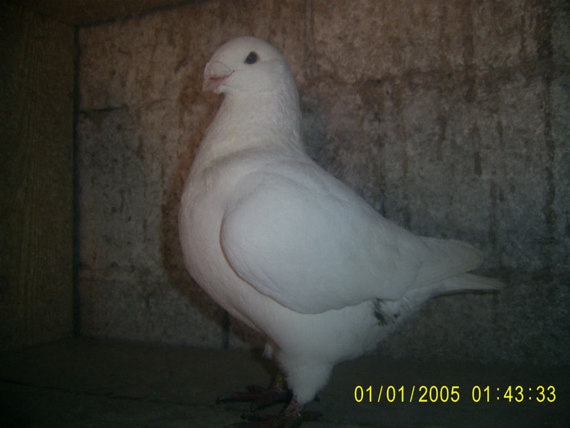 M - 2017 - americani baltati - perechi 2018