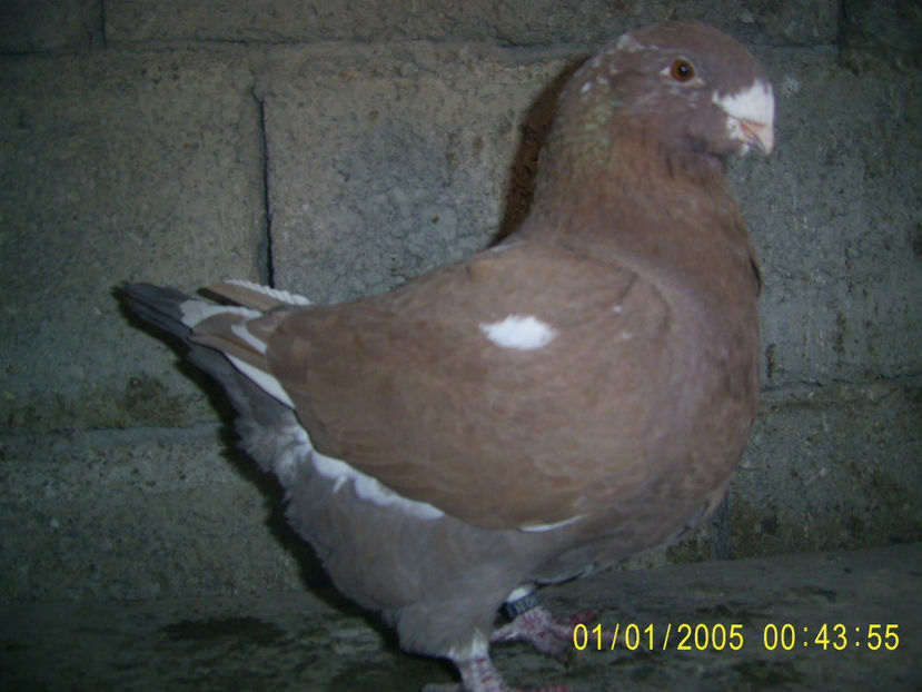 F - 2016 - americani baltati - perechi 2018