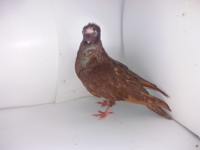 9071  femelă  2017_3 - pui 2017 BM