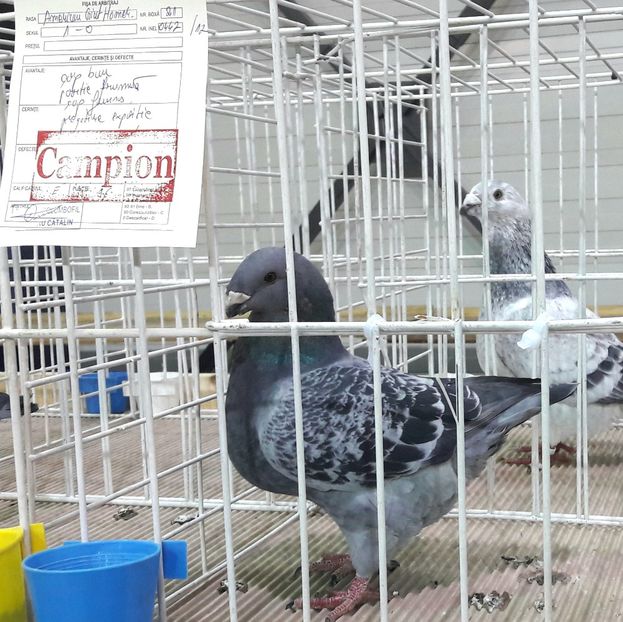 M 2017 - Expozitia de Club Otopeni 2018