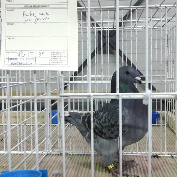 F 2017 - Expozitia de Club Otopeni 2018