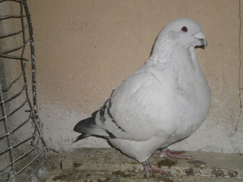 P1010099 - MASCULI AZUR 2018