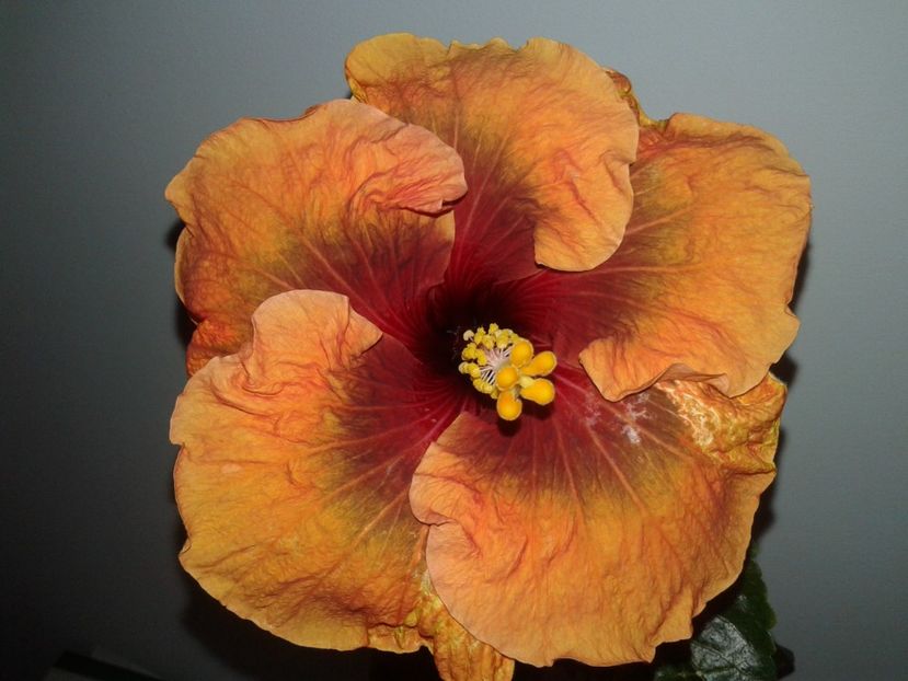  - Hibiscus Tahitian Dark Congo