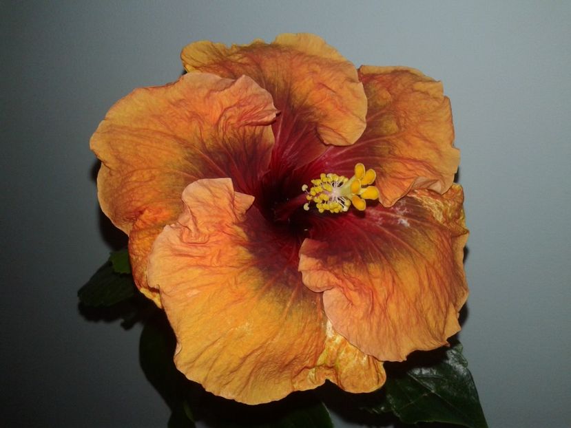  - Hibiscus Tahitian Dark Congo