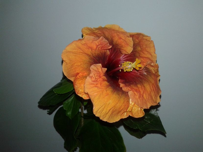  - Hibiscus Tahitian Dark Congo