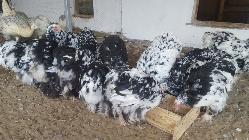  - Cochinchina Urias Bobat 2019