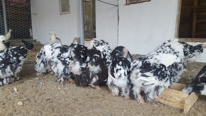  - Cochinchina Urias Bobat 2019