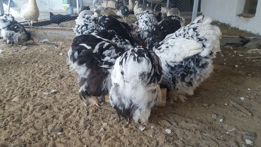  - Cochinchina Urias Bobat 2019