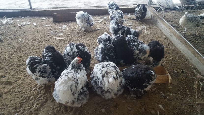  - Cochinchina Urias Bobat 2019