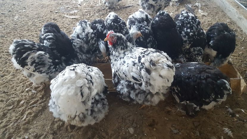  - Cochinchina Urias Bobat 2019