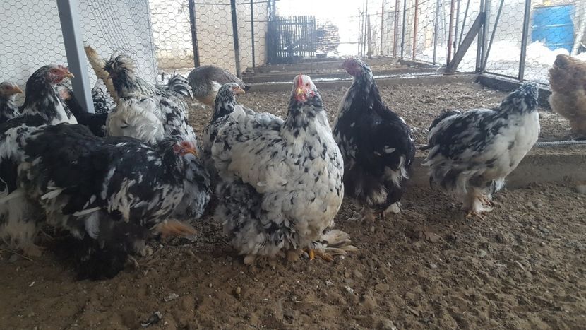  - Cochinchina Urias Bobat 2019