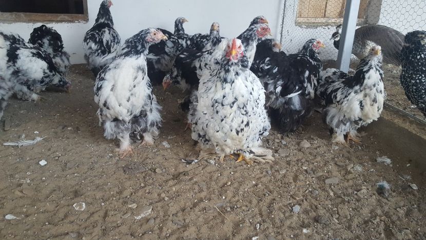  - Cochinchina Urias Bobat 2019