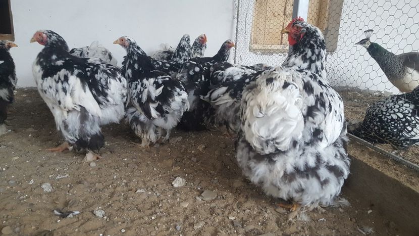  - Cochinchina Urias Bobat 2019