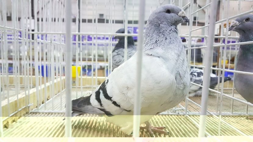  - 0 - Expozitie Otopeni 2-4 febr 2018