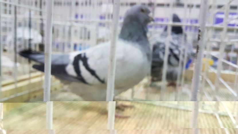  - 0 - Expozitie Otopeni 2-4 febr 2018