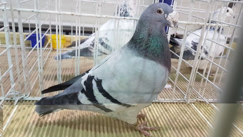  - 0 - Expozitie Otopeni 2-4 febr 2018