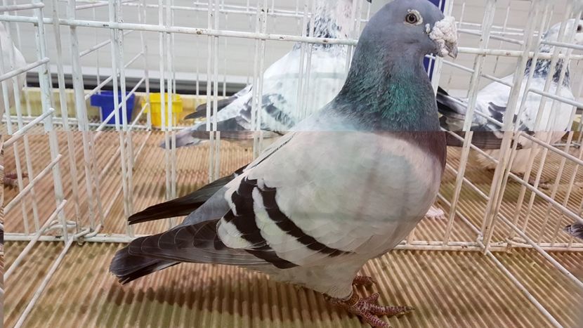  - 0 - Expozitie Otopeni 2-4 febr 2018