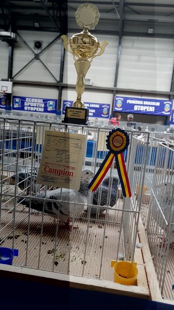  - 0 - Expozitie Otopeni 2-4 febr 2018