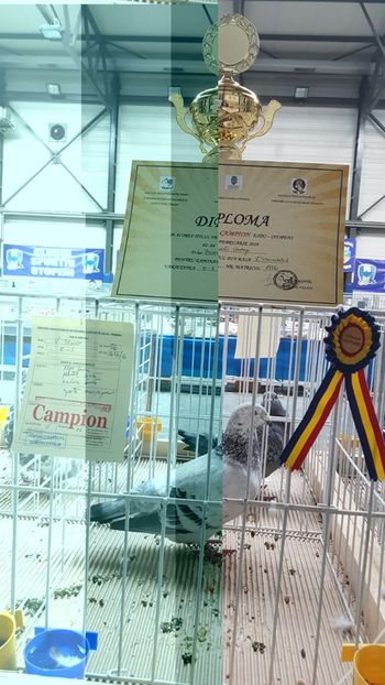  - 0 - Expozitie Otopeni 2-4 febr 2018