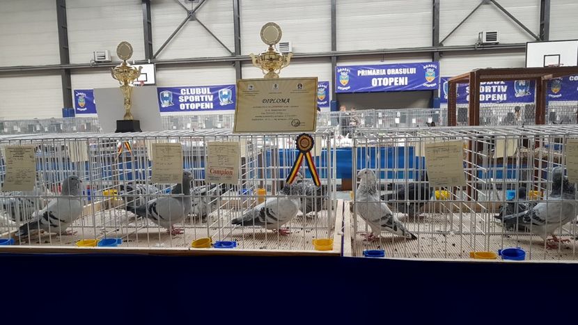  - 0 - Expozitie Otopeni 2-4 febr 2018