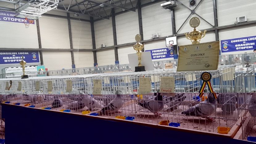  - 0 - Expozitie Otopeni 2-4 febr 2018