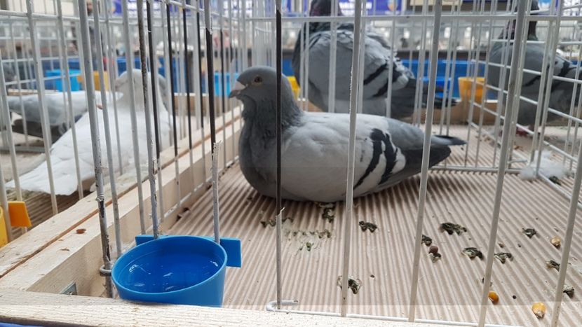  - 0 - Expozitie Otopeni 2-4 febr 2018