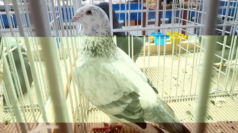  - 0 - Expozitie Otopeni 2-4 febr 2018