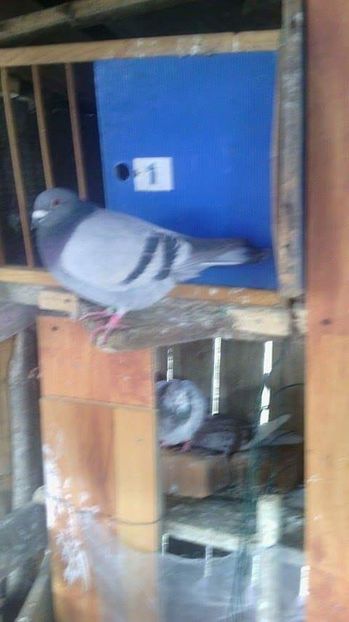 received_451863408488885 - poze vechi