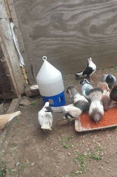 received_1165427606916511-1 - 9-Dungat Romanesc