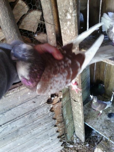 huawei 153 - poze vechi