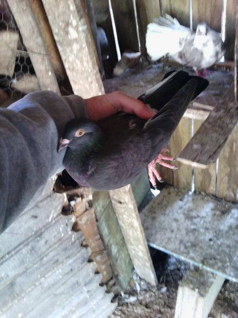 huawei 159 - poze vechi