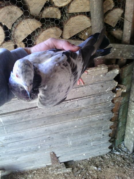 huawei 161 - poze vechi