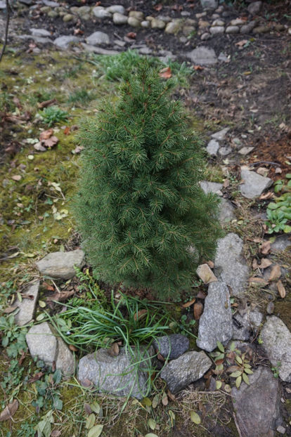 Picea Abies Alberta - 2018