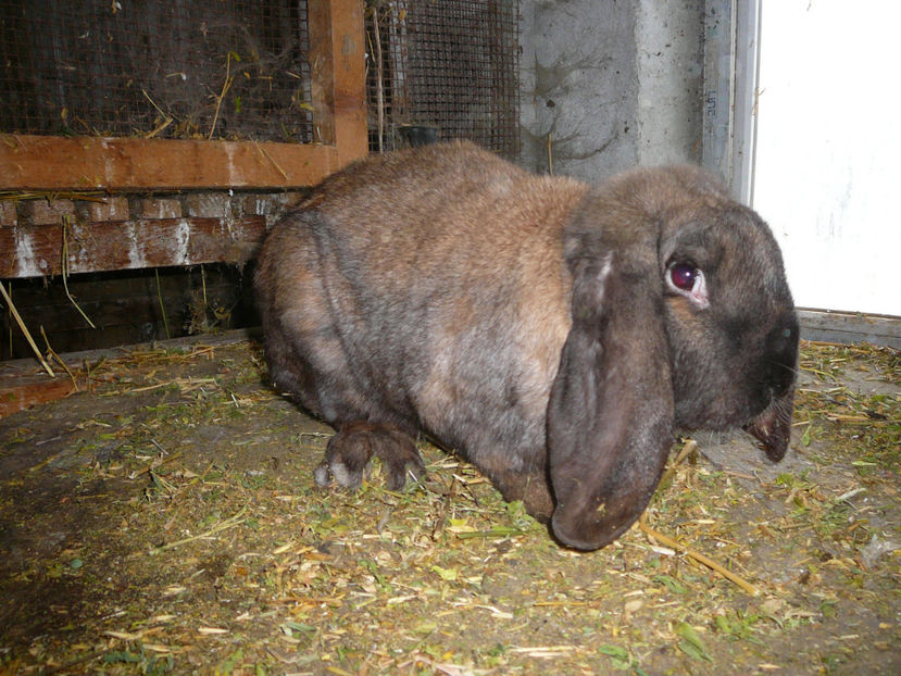 Femela culoarea: THURINGER_H (2018) - arhiva matca-berbeci